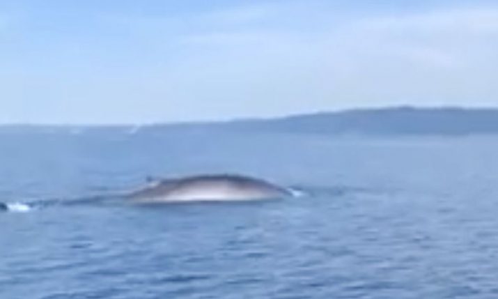 VIDEO: Croatian fishermen spot huge whale near the island of Solta