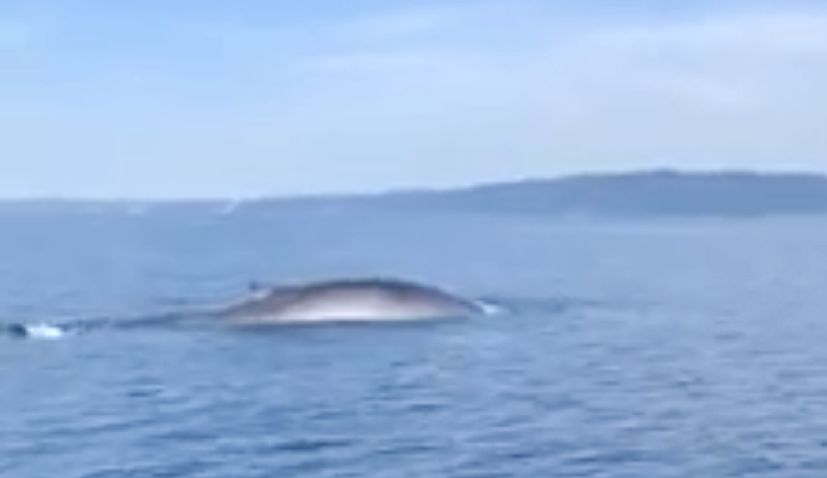 VIDEO: Croatian fishermen spot huge whale near the island of Solta