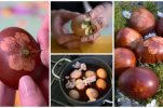Avoid the Store; dye your Easter Eggs naturally – Croatian style
