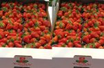 Strawberries from Vrgorac hit Croatian farmers’ markets
