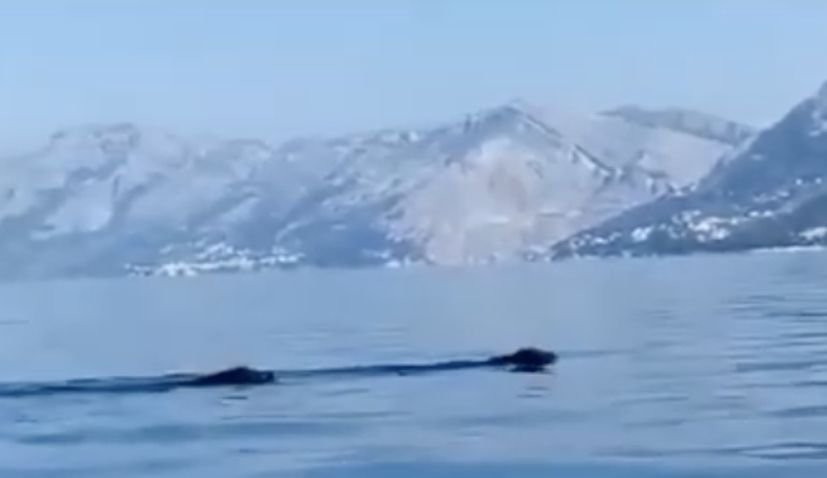 VIDEO: Wild boars swim from island of Brac to Makarska