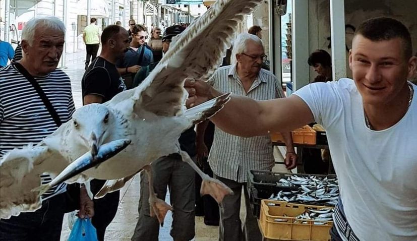 VIDEO: Split Seagull caught in the act