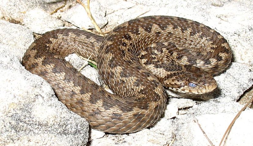 Snakes in Croatia – what to watch out for 