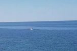 VIDEO: Fin whale, the second-largest species on Earth, spotted in Dalmatia