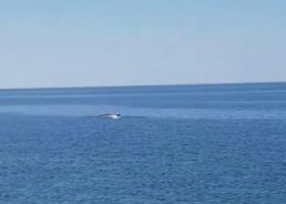 VIDEO: Fin whale, the second-largest species on Earth, spotted in Dalmatia