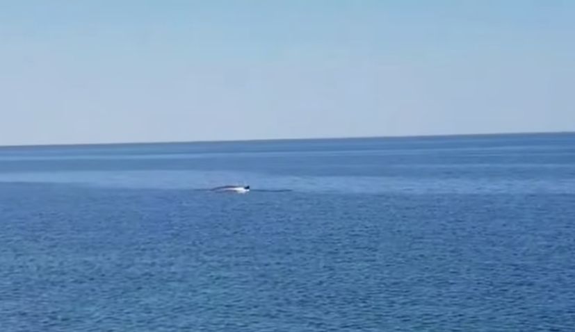 VIDEO: Fin whale, the second-largest species on Earth, spotted in Dalmatia