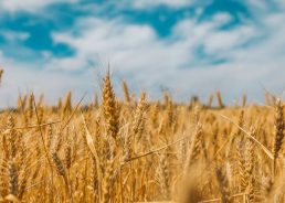 Harvest in full swing in eastern Croatia, farmers satisfied with wheat yield