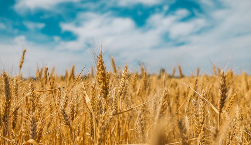 Harvest in full swing in eastern Croatia, farmers satisfied with wheat yield
