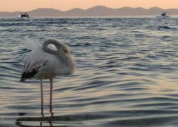 A rare sight in Croatia: Pink Flamingo spotted near Pašman island