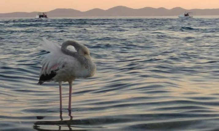 A rare sight in Croatia: Pink Flamingo spotted near Pašman island