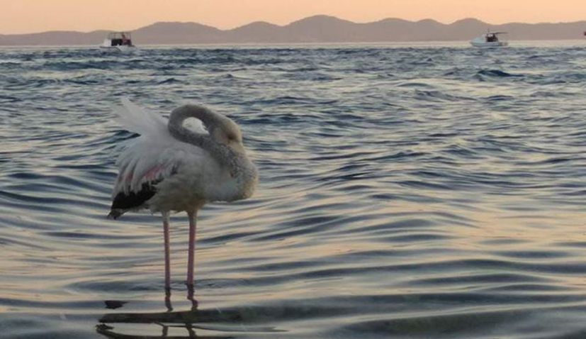 A rare sight in Croatia: Pink Flamingo spotted near Pašman island