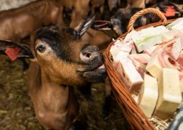 How the Croatian goat became the queen of hygiene