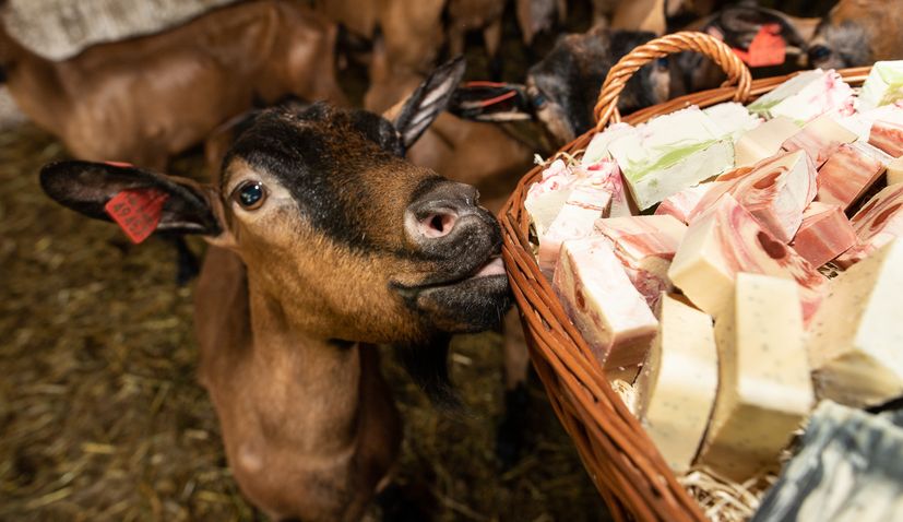 How the Croatian goat became the queen of hygiene