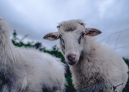 €1.86m granted to small farms in Croatia