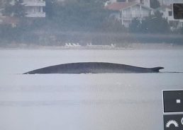 PHOTO: 15-metre fin whale spotted near Starigrad