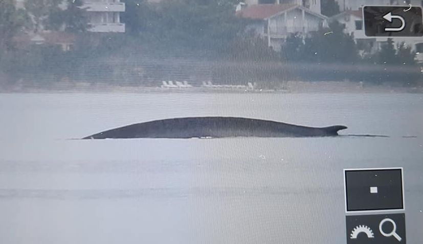 PHOTO: 15-metre fin whale spotted near Starigrad