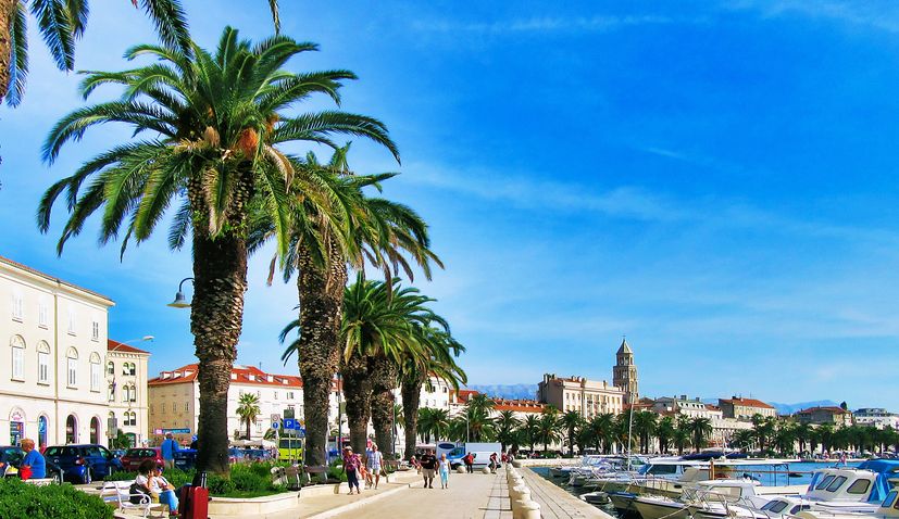 First palm tree on Split waterfront planted exactly 100 years ago