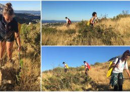 Afforestation around Split: Volunteers cover 500,000m2 to water thousands of seedlings