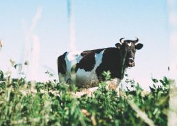 Croatian dairy producers generate net profit in past five years