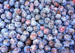 Croatia’s plum production falling, imports rising