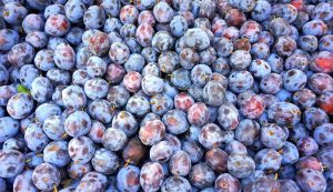 Croatian plum production