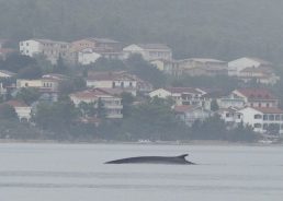 PHOTOS: Citizen scientists help scientists find fin whale in Croatia’s Adriatic Sea