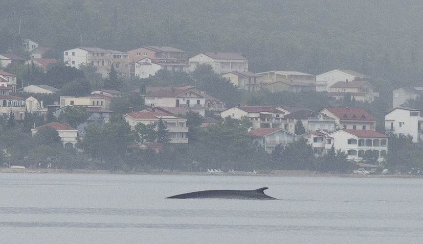 PHOTOS: Citizen scientists help scientists find fin whale in Croatia’s Adriatic Sea