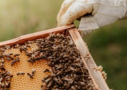 Beekeepers from Herzegovina to start producing bee venom for breast cancer treatment