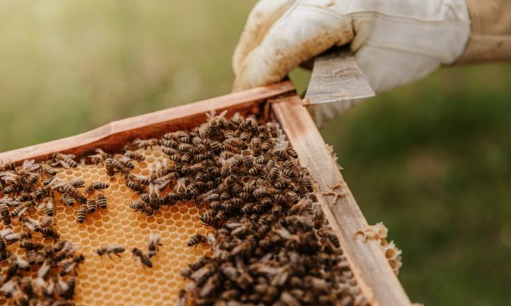 Beekeepers from Herzegovina to start producing bee venom for breast cancer treatment