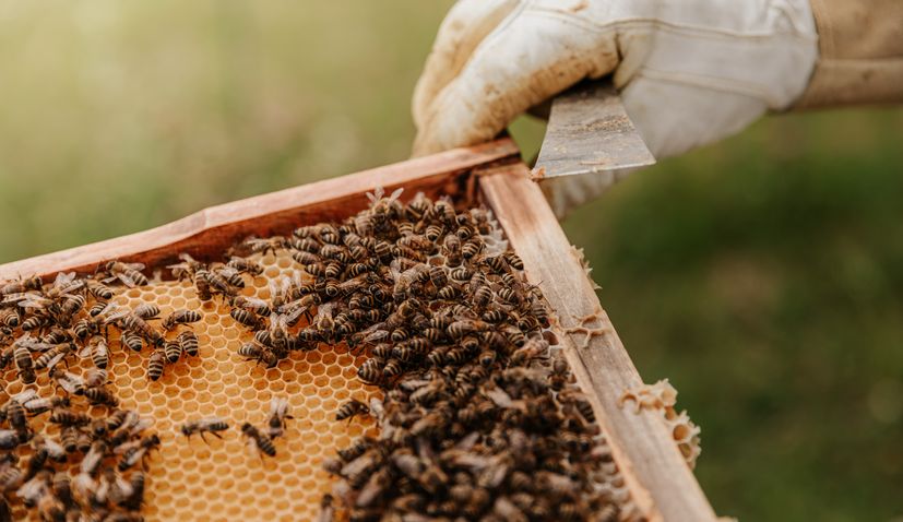 Beekeepers from Herzegovina to start producing bee venom for breast cancer treatment