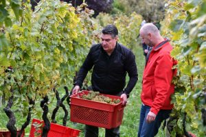Croatia grape harvest