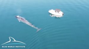 Whales in Croatia
