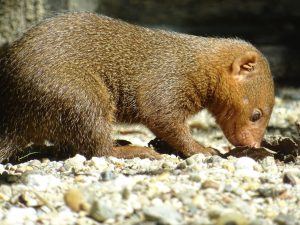 dwarf mongoose at zagreb zoo