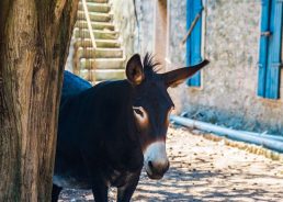 Rural tourism in Croatia: ‘Great potential and opportunity’