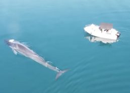 VIDEO: Huge fin whale gets up close to a boat in Velebit Channel