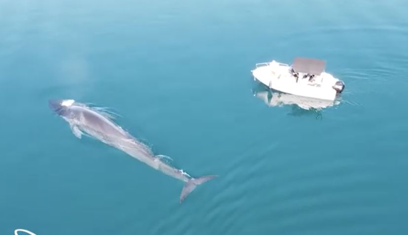 VIDEO: Huge fin whale gets up close to a boat in Velebit Channel
