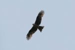 89 young griffon vultures on Croatia’s Kvarner archipelago grow feathers