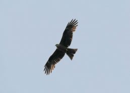 89 young griffon vultures on Croatia’s Kvarner archipelago grow feathers