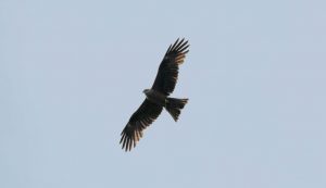 croatia griffin vultures