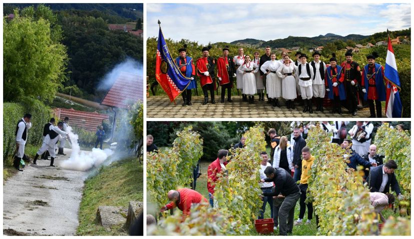 Grape harvest in Croatia: Traditional feast held in Pregrada for 50th time