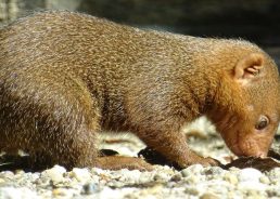 VIDEO: First-ever dwarf mongooses born in Zagreb
