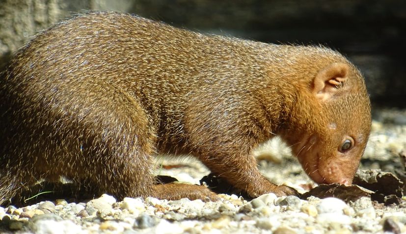 VIDEO: First-ever dwarf mongooses born in Zagreb