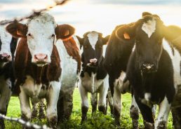 Farming in Croatia: Pig and cattle farming grows, milk production drops