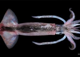 PHOTOS: Flying squid arrive in Croatia’s Adriatic Sea