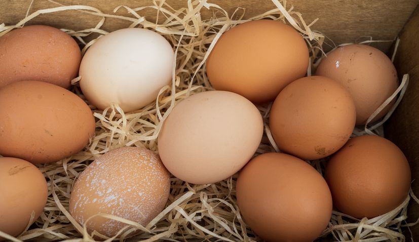 Agro-Klaster first in Croatia to receive GMO-FREE certificate for free-range eggs