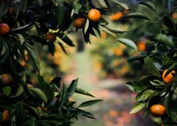 Croatian growers expect up to 32,000 tonnes of mandarin this season