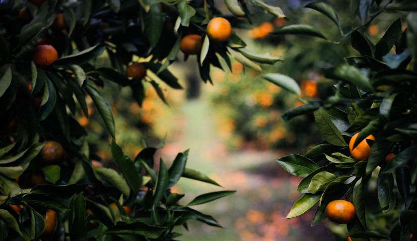 Mandarins in Croatia