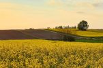 Arable land prices in Croatia the cheapest in the EU on average 