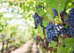 Croatian foreign minister says EU court corrected teran wine injustice from 2013