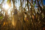 Croatia’s 2020 maize crop highest in past 10 years